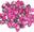Pärlor rosa